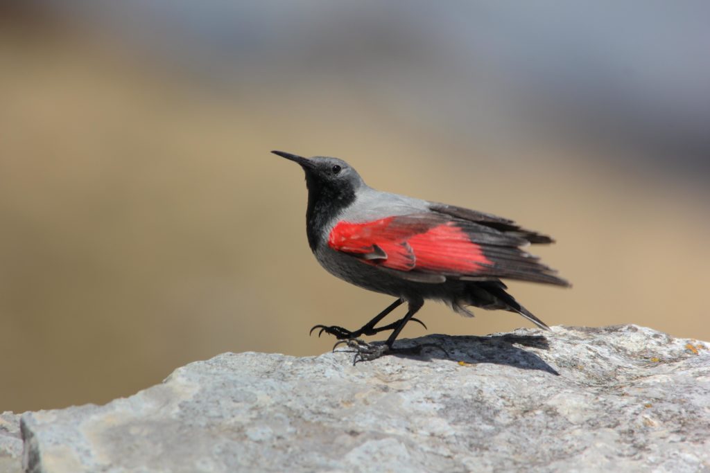A Wallcreeper stands on one leg on a rock in Northern Montenegro wearing its red, grey and black features