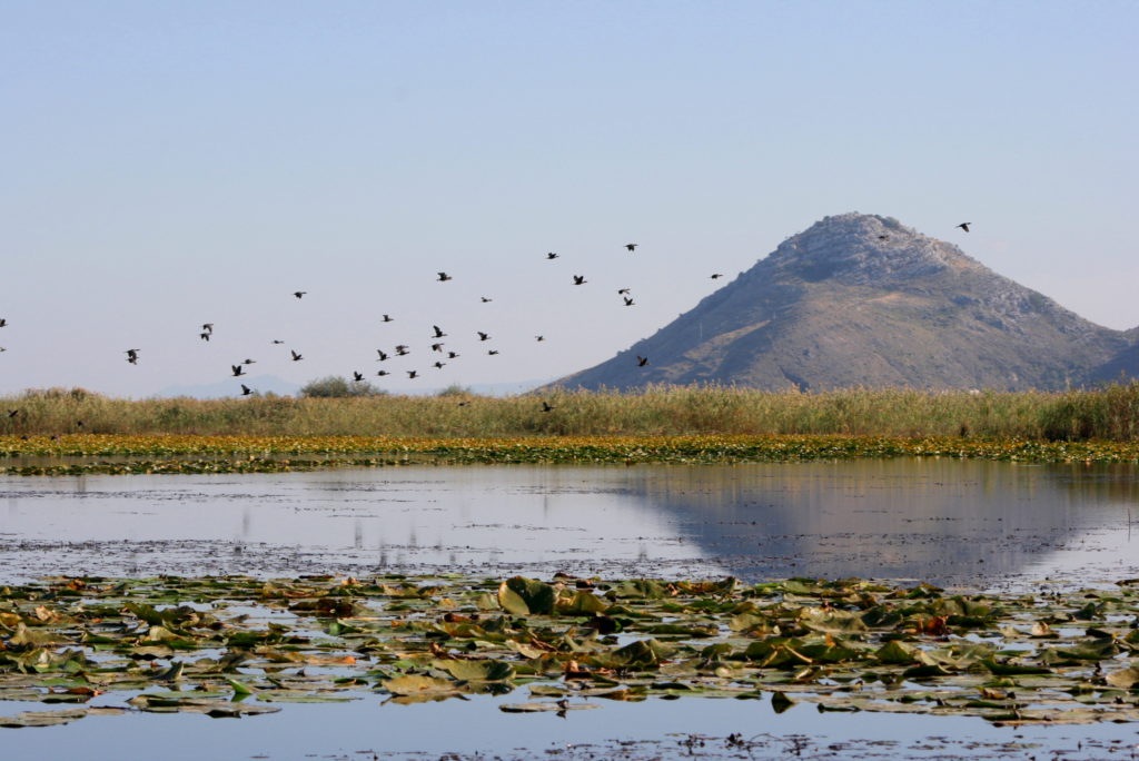 A flock of Pygmy Cormorant fly above the lily pads and reeds of Lake Skadar in Montenegro