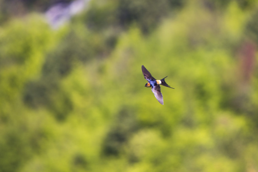 Red-rumped swallow in flight between the trees of Villa Miela's orchard garden close to Virpazar at Lake Skadar National Park in Montenegro
