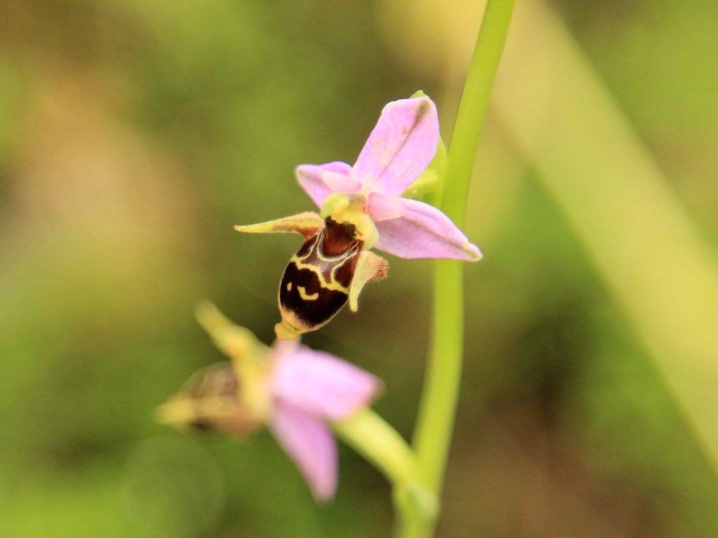 A close-up of a bee orchid on a stem with green background