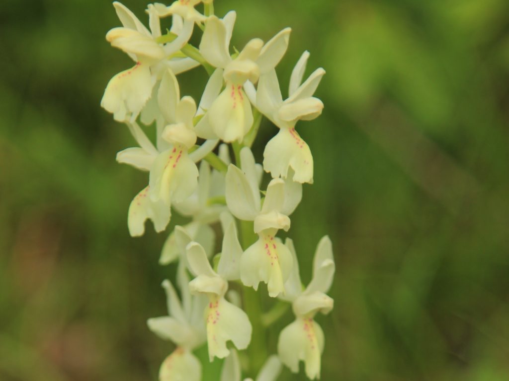 A close-up of a yellow elder-flowered orchid with green background