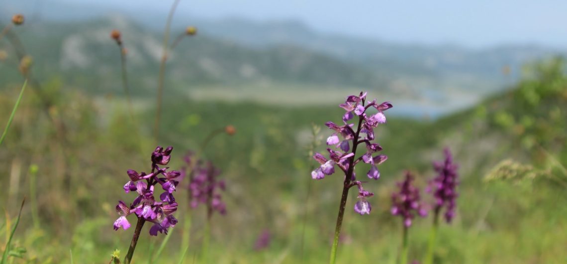 Wild purple orchids growing on a grassy hillside with blue lake and mountains in the background